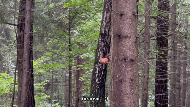 ультра сас прогулка в лесу🍀🚨💥🌲