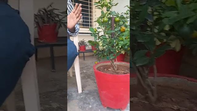 how to grow the plant of Chinese narangi # kailash sonar #