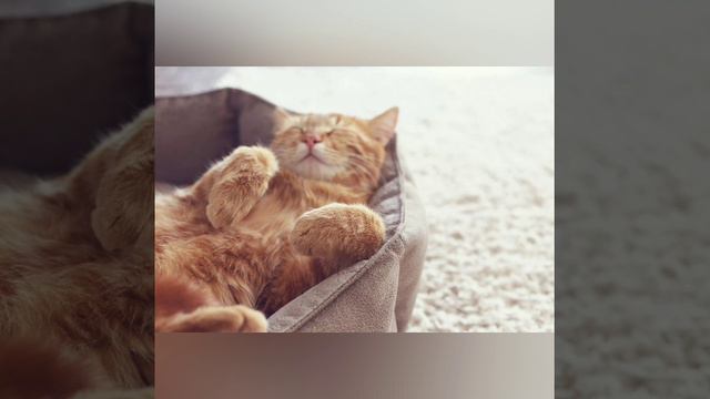 котожизнь