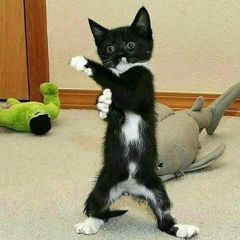 Смешные котята