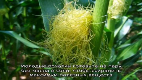 Можно или нет кукурузу при диабете 2 типа: вред и польза, нормы употребления