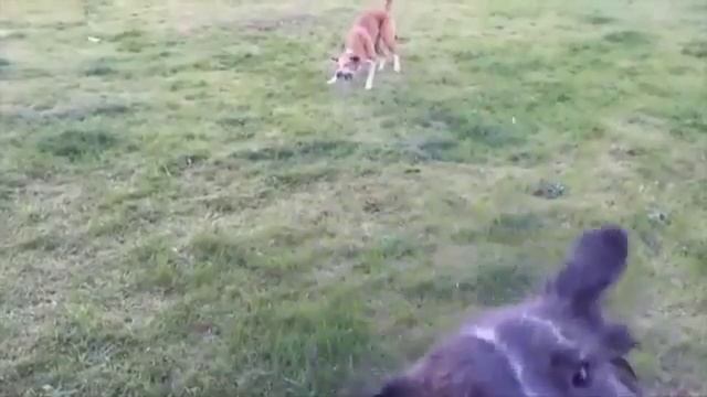 Слоу мо игры собак со струёй воды