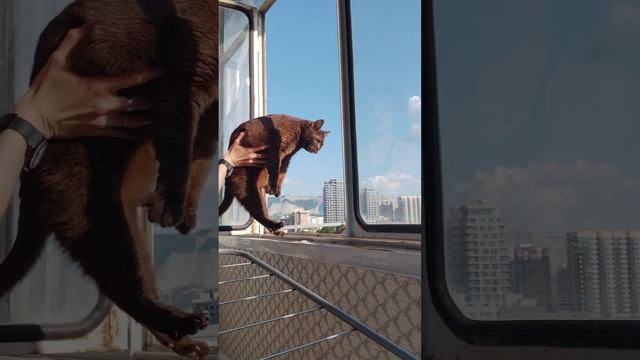 КОШКА В ОКОШКЕ🐱🪟🏙 #кошка #балкон #окно #панорама #небо #любопытство #эстетика #город