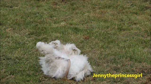 Coton de Tulear I will survive with Tricks