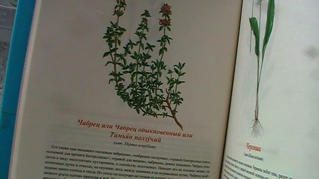 Чабрец полевой или песчаный. Feld oder Sand Thymian. Lat.: Thymus serpyllum. Мария Требен