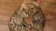 Бенгальские котята - 20.07.2014 - BENGAL KITTENS for SALE