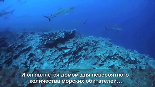 Здоровый океан – здоровая планета