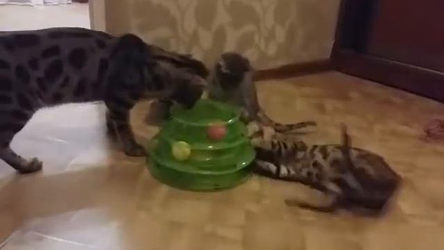 Купили котятам новую игрушку бенгалы играют