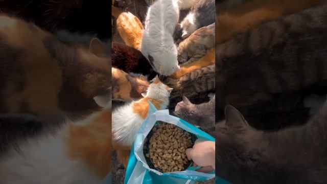 Волонтер насыпает корм котикам