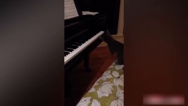 Приколы с котами - смешные недотепы