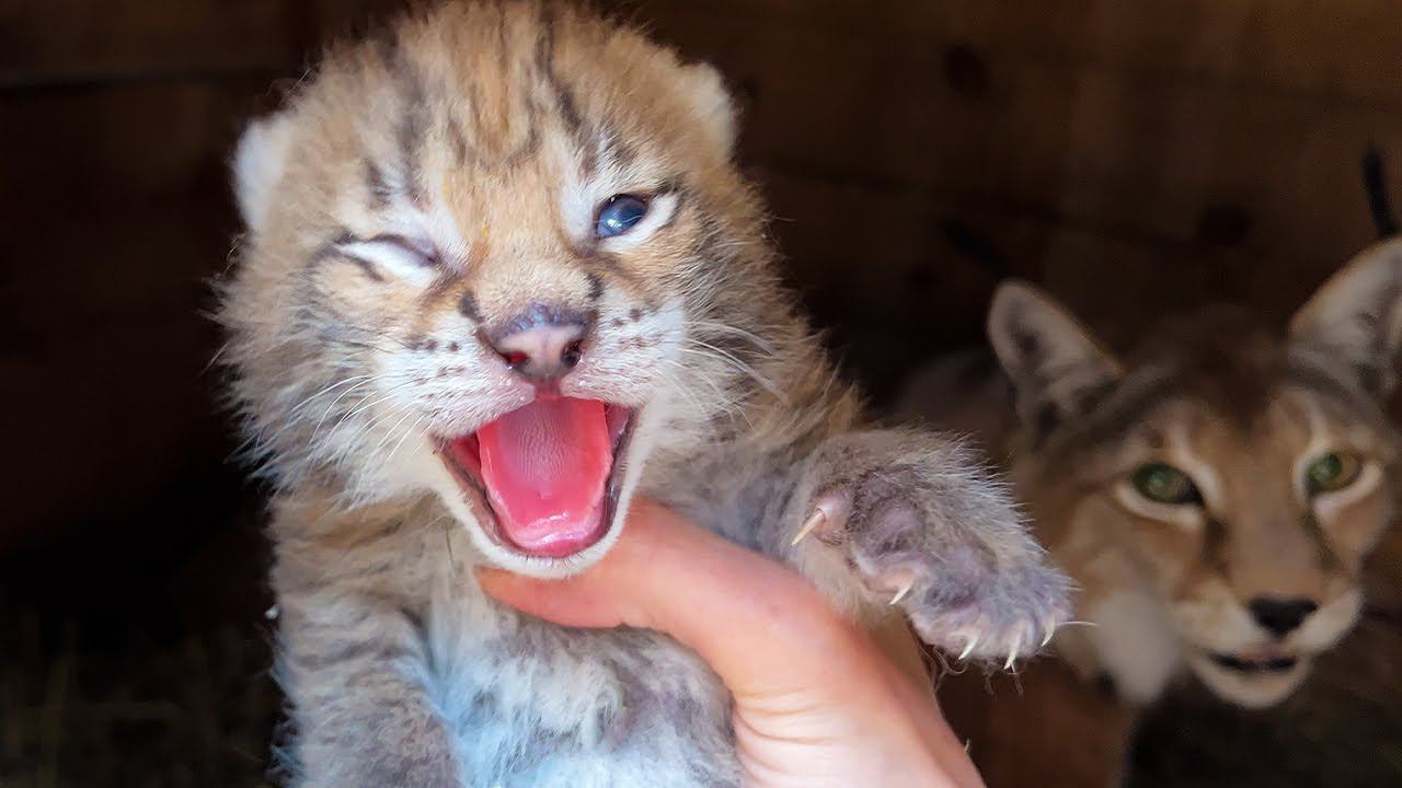 КОТЯТА не дают рысям спокойно погулять / Отказалась от разведения саванн