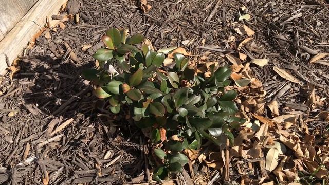 Late Winter Garden Tour (January 30th) in Zone 8A