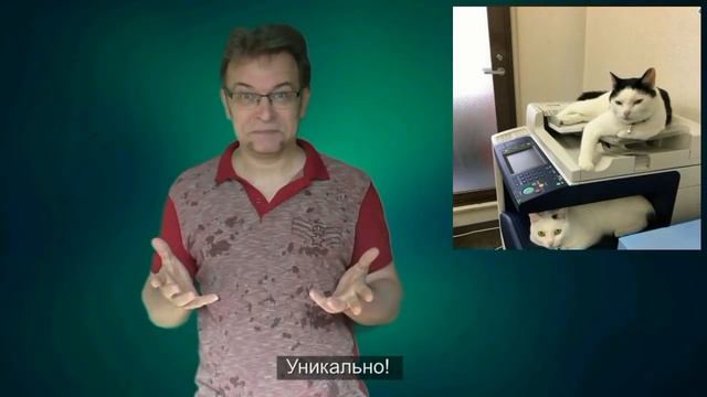 Кошки против стресса.