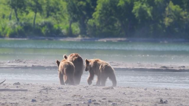Собака принесла из леса ДЕТЕНЫША ДИКОГО ЗВЕРЯ, чтобы выкормить со щенками