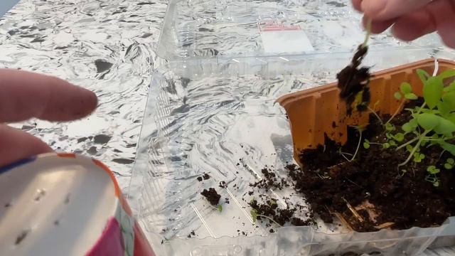 Potting Up Rainbow Mixed Coleus!🪴🦋😀