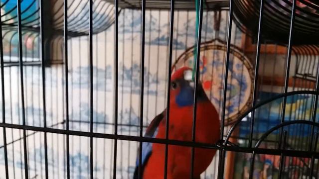 Розелла играет в резиночку