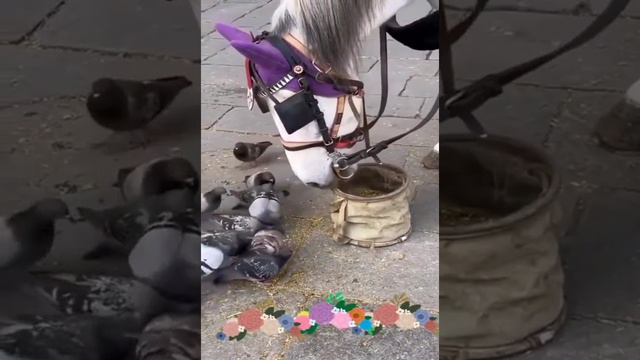 Лошадь кормит голубей