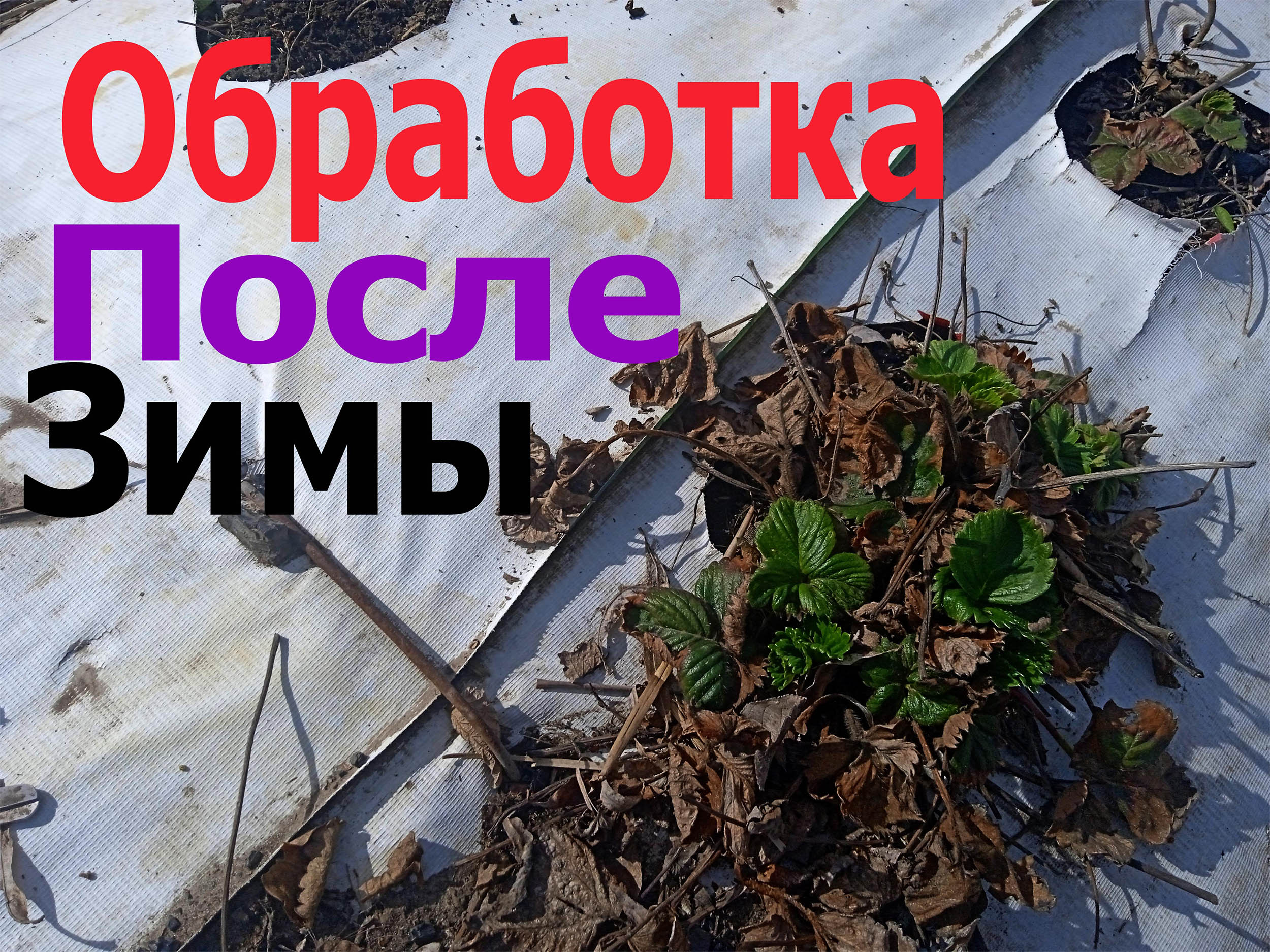 Клубника после зимы