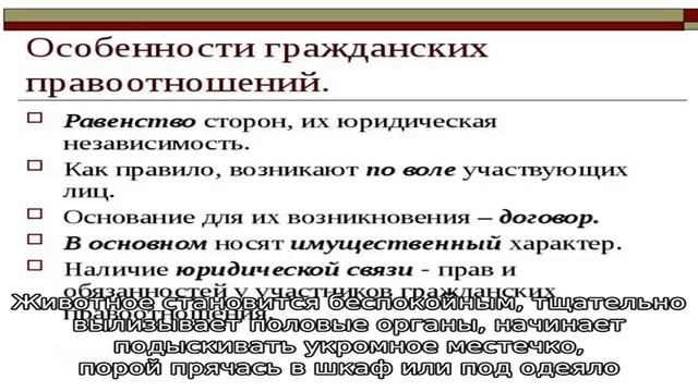 Как рожают кошки