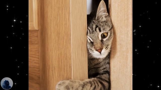 Котёнок Сидел у Порога и Жалобно Мяукал, Как Вдруг... Почему Кошки Приходят в Чужой Дом