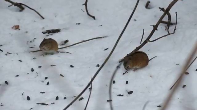 Мыши и семечки