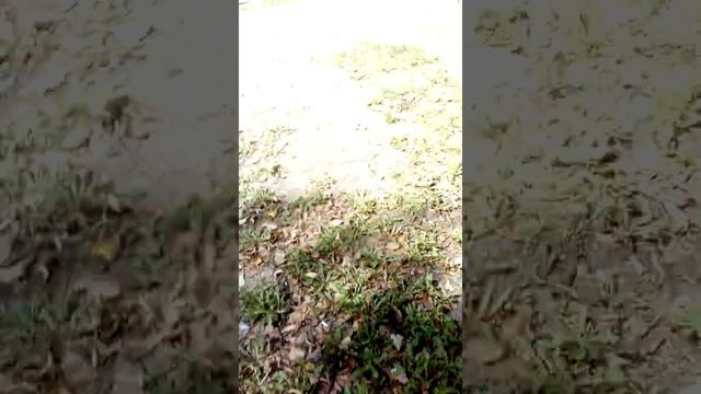 Кузнечик мутант😶😮😱