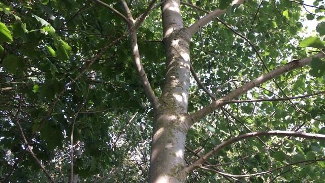 Aspen Populus tremula - entire tree - September 2019