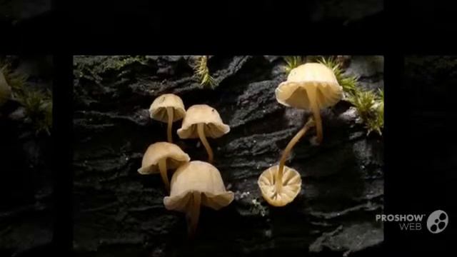 Mycena juniperina - fungi kingdom