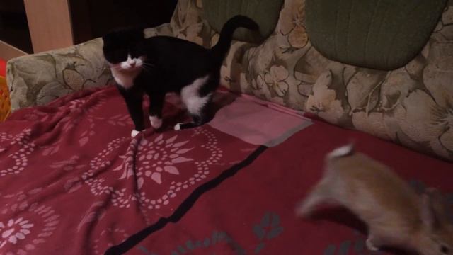 Домашние животные/Первое знакомство..