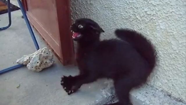 Котёнок дьявол