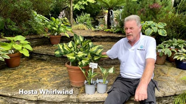 Rewela Hostas looks At Hosta Whirlwind