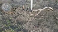 ВИНОГРАДНИК В ФЕВРАЛЕ 2019