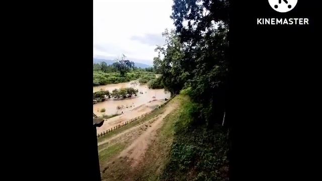 A Trip to Rosewood Tree Stream (Dalbergia Cochinchinensis)