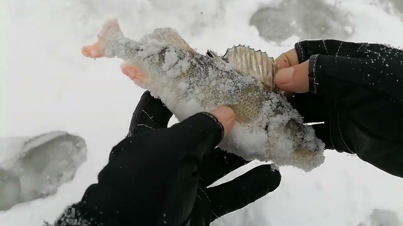 ЦАРИЦЫНО. Нижний пруд. Зимняя рыбалка. Возвращение на следующий день.