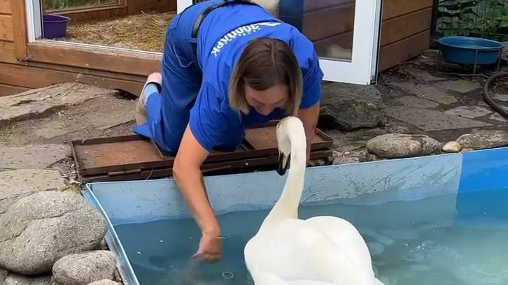 Лебедь продемонстрировал нежную привязанность к киперу в Челябинском зоопарке