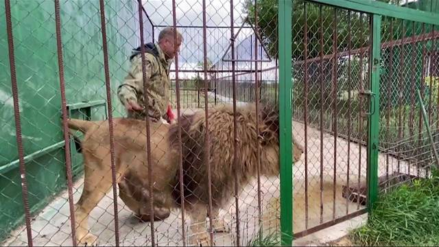 Как я УБИРАЮ У ЛЬВОВ ВОЛЬЕРЫ !