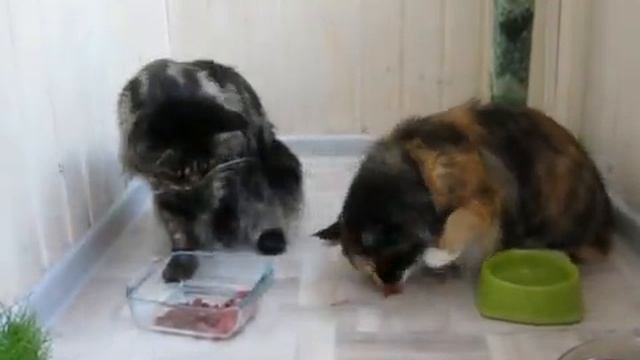 Алекс и Ева. Обед раздели с другом # Кошки Мейн кун