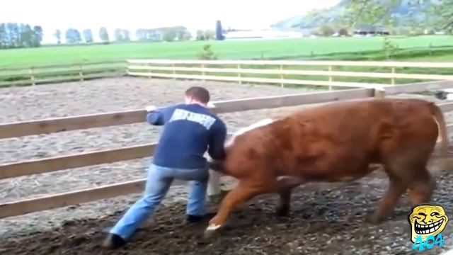 20 Смешные животные  Животные атакуют людей  Животные нападают на людей