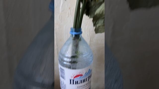 Смотреть видео онлайн