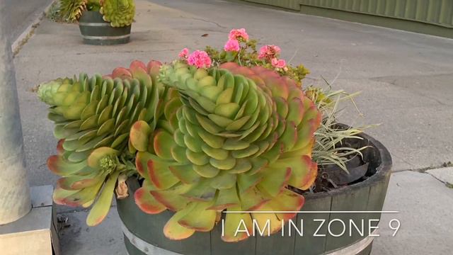 Aeonium Carnariense Succulents in Lompoc California