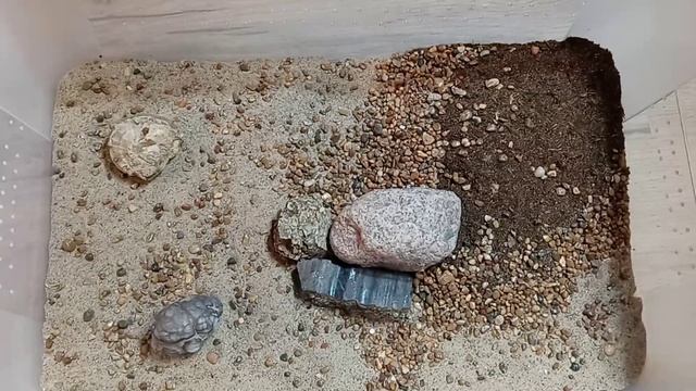 Scolopendra gigantea enclosure tutorial