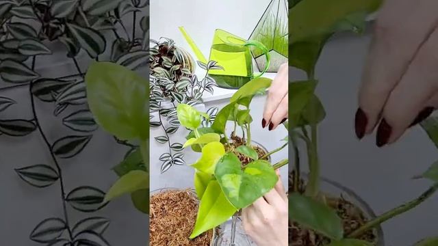 Epipremnum Global Green  необычная вариация популярного и изящного Epipremnum aureum.