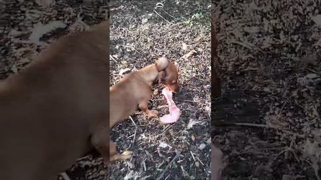 ИРИСКА ИЗ-ЗА КОСТОЧКИ ГОТОВА ЗАГРЫЗТЬ ХОЗЯИНА 😂