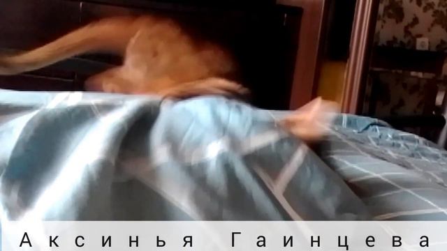 Абиссинская кошка Аксинья)