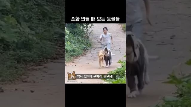 소화 안될 때 보는 동물들