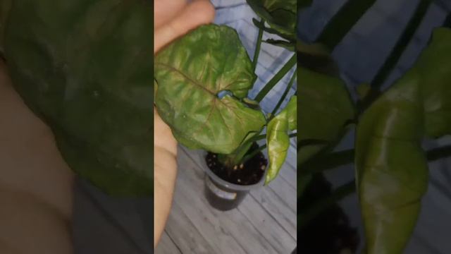 СИНГОНИУМ РАСАМИ НАГ ВАРИЕГАТНЫЙ