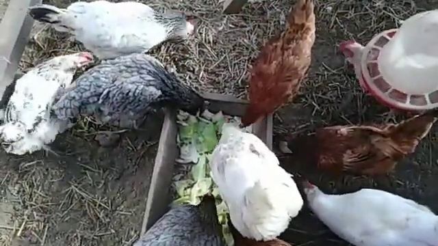 ?Улетела утка ??яйценоскость кур