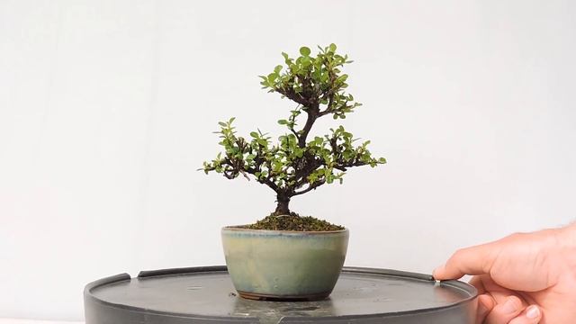 Vídeo 360º Bonsái Cotoneaster horizontalis. Griñolera. CN15