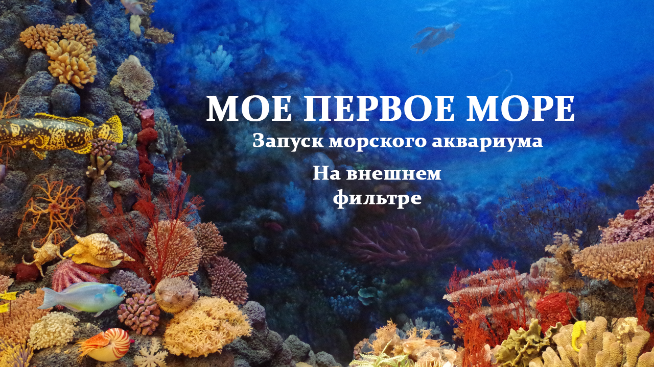 Запуск морского аквариума.