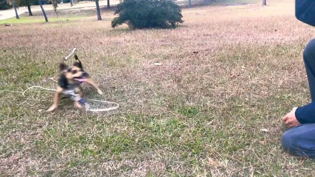 Doggo Go Fetch